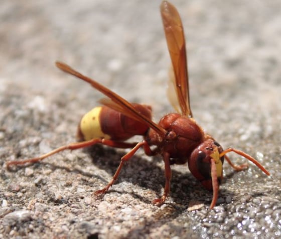 Researchers found that the hornet's brown shell is made of an array of grooves that split sunlight into diverging beams.
